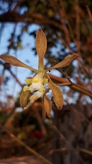 Encyclia adenocarpa