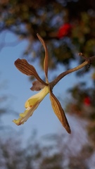 Encyclia adenocarpa