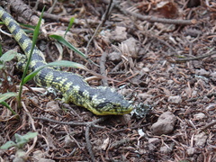Abronia taeniata