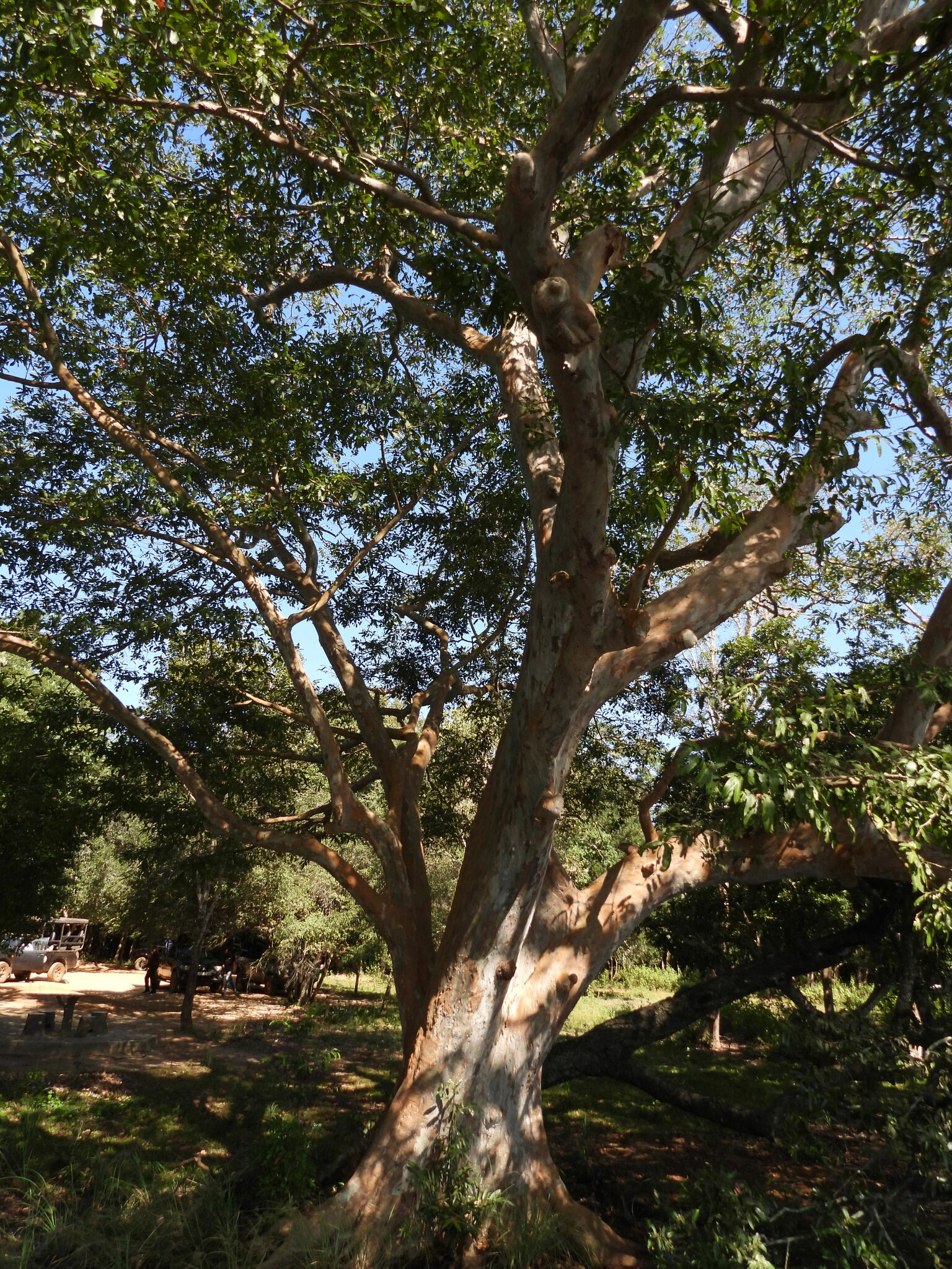 Imagem de Arjuna