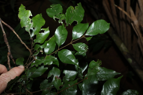 Image of Sarcopteryx stipata by (c) Greg Tasney, some rights reserved (CC BY-SA)