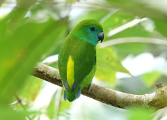 Guaiabero photo 2