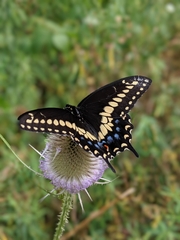 Papilio polyxenes