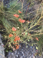 Papaver oreophilum
