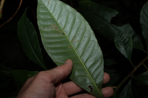 Image of Quintinia verdonii by (c) Greg Tasney, some rights reserved (CC BY-SA)