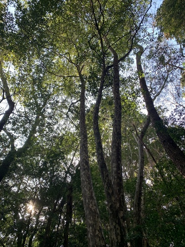 Litsea coreana, photograph 4