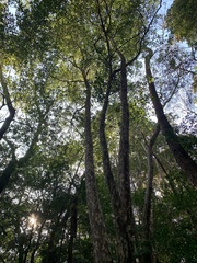Litsea coreana, photograph (c) Daniel J. Layton, some rights reserved (CC BY)
