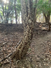 Litsea coreana, photograph (c) Daniel J. Layton, some rights reserved (CC BY)