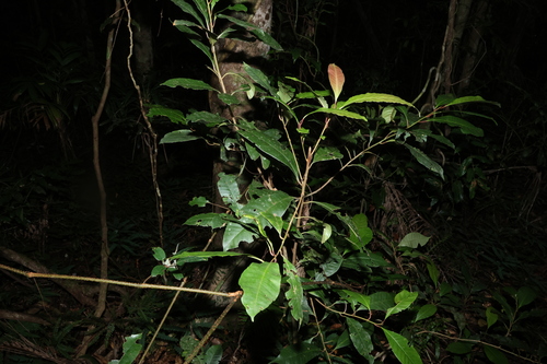 Image of Quintinia verdonii by (c) Greg Tasney, some rights reserved (CC BY-SA)