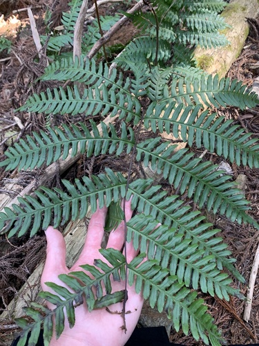 Pteris terminalis, photograph 6