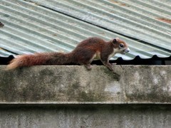 Callosciurus finlaysonii
