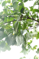 Ehretia longiflora, photograph author not stated, no rights reserved