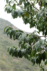 Ehretia longiflora, photograph author not stated, no rights reserved