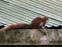 Callosciurus finlaysonii