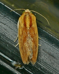 Ponometia exigua