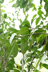 Ehretia longiflora, photograph author not stated, no rights reserved