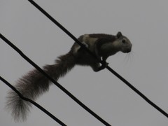 Callosciurus finlaysonii