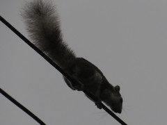 Callosciurus finlaysonii