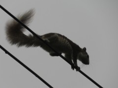 Callosciurus finlaysonii