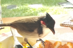 Pycnonotus jocosus