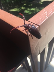 Prionus californicus