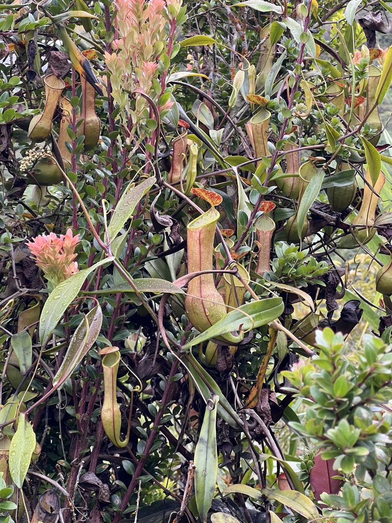 Nepenthes tobaica (Nepenthes tobaica)