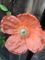 Papaver oreophilum