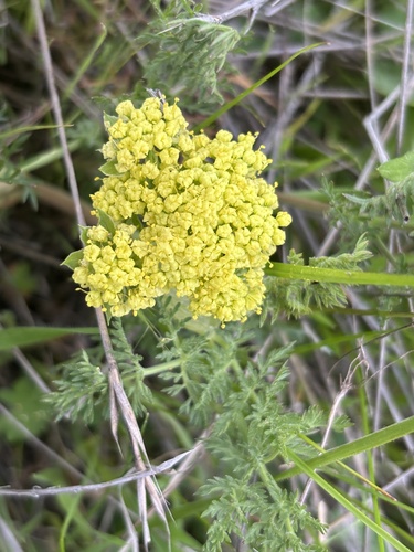 Bladder Desert-parsley