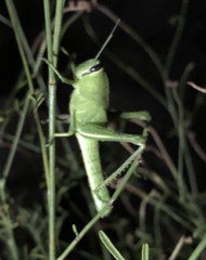 Cyrtacanthacridini