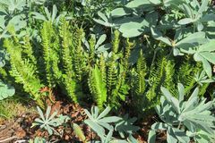 Polystichum scopulinum