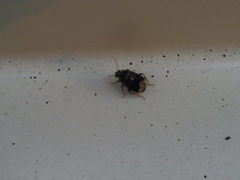 Charagochilus gyllenhalii