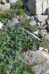 Polystichum scopulinum