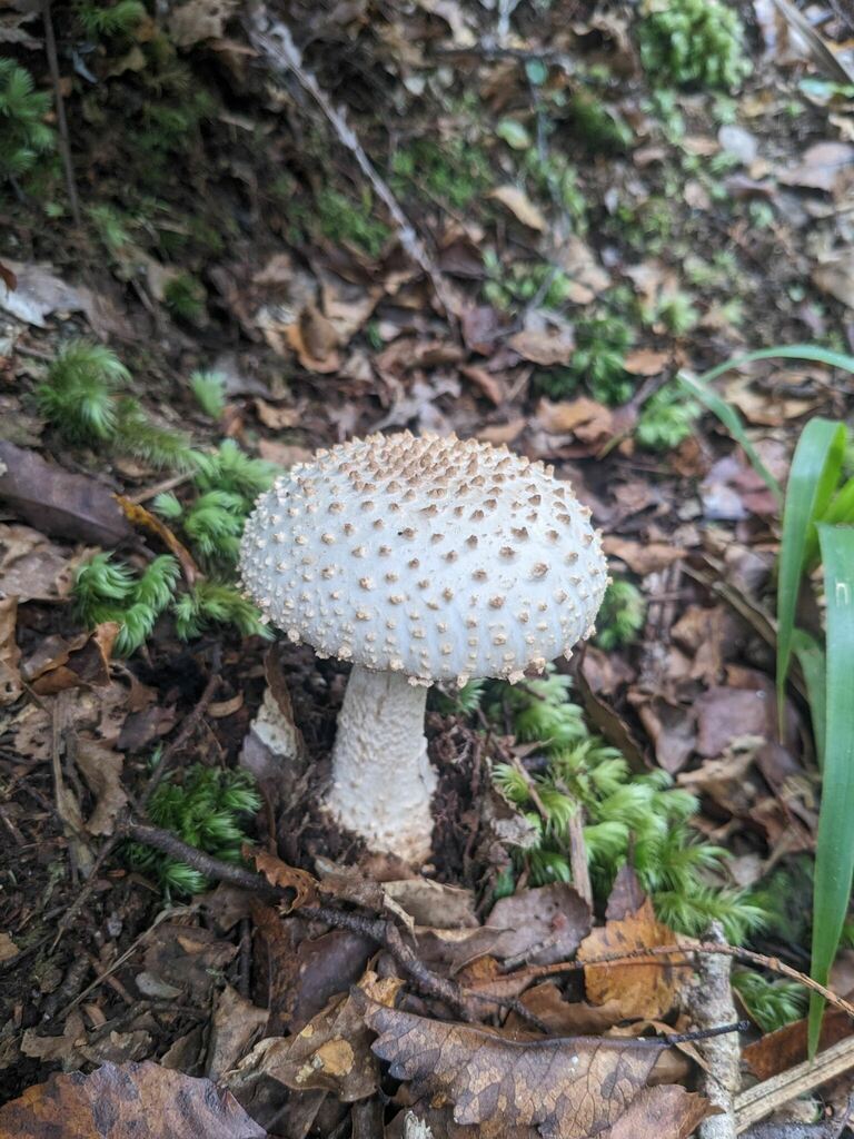 Amanita pareparina · March 2025 · photo: © haydenj (iNaturalist, cc-by)
