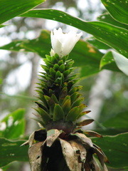 Costus leucanthus