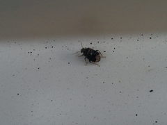 Charagochilus gyllenhalii