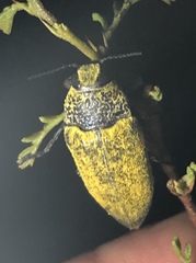 Gyascutus caelatus