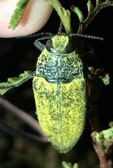Gyascutus caelatus