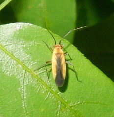 Lopidea