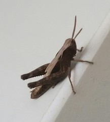 Omocestus