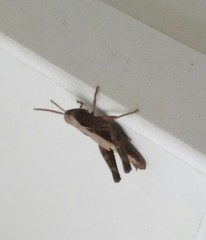 Omocestus