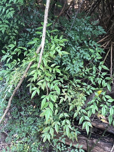 Nandina domestica