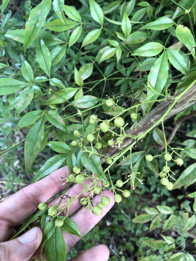 Heavenly bamboo