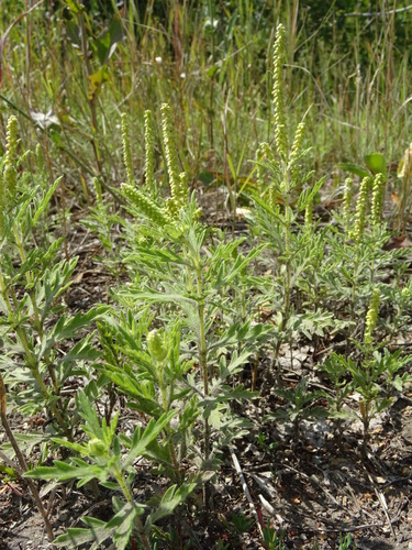 Western ragweed