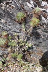 Artemisia morrisonensis