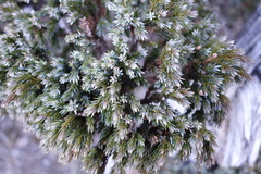 Juniperus squamata