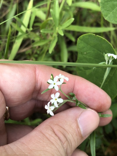 Pasture heliotrope (Euploca tenella)
