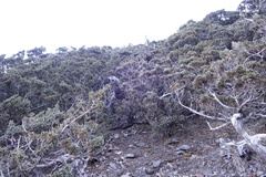Juniperus squamata
