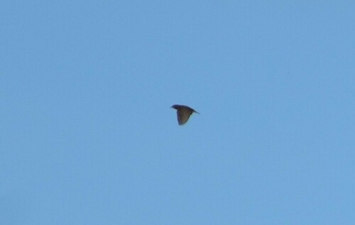 Short-tailed Pipit (Anthus brachyurus), photo 5
