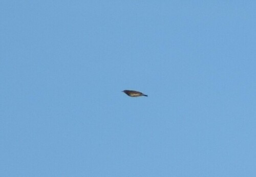 Short-tailed Pipit (Anthus brachyurus), photo 4