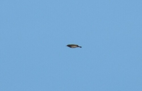 Short-tailed Pipit (Anthus brachyurus), photo 2